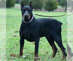 Father of the Doberman Pinscher puppies born on 02/01/2026