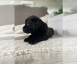 Small Photo #27 Labrador Retriever Puppy For Sale in NEW HOLLAND, PA, USA