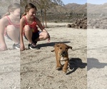 Small Photo #114 Rhodesian Ridgeback Puppy For Sale in MORONGO VALLEY, CA, USA