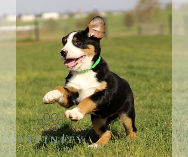 Medium Photo #2 Greater Swiss Mountain Dog Puppy For Sale in RONKS, PA, USA