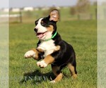 Small #1 Greater Swiss Mountain Dog