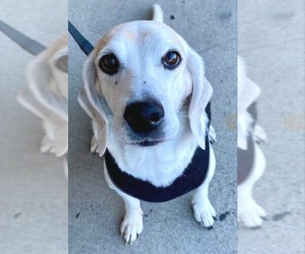 Medium Photo #10 Beagle-Unknown Mix Puppy For Sale in Fairfax, VA, USA