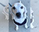 Small Photo #10 Beagle-Unknown Mix Puppy For Sale in Fairfax, VA, USA