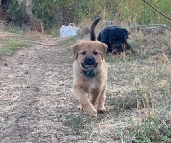 Medium Photo #8 Great Pyrenees-Rottweiler Mix Puppy For Sale in DEARY, ID, USA