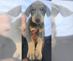Small #21 Doberman Pinscher