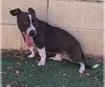 Small Photo #4 Mutt Puppy For Sale in Rockwall, TX, USA