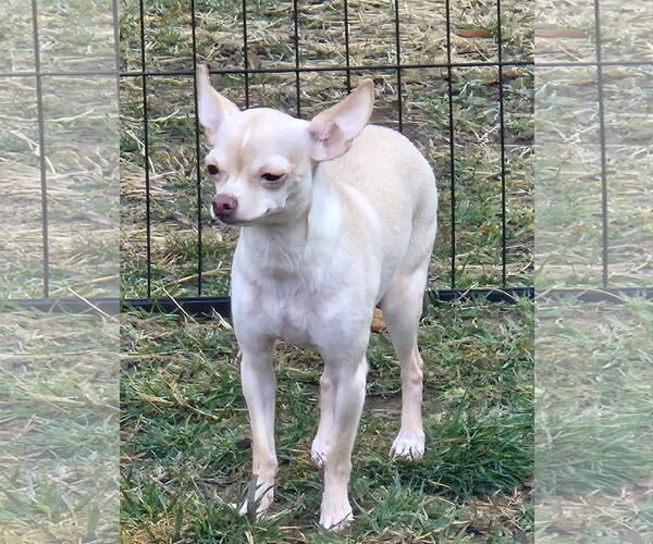 Medium Photo #7 Chihuahua Puppy For Sale in Oakhurst, NJ, USA