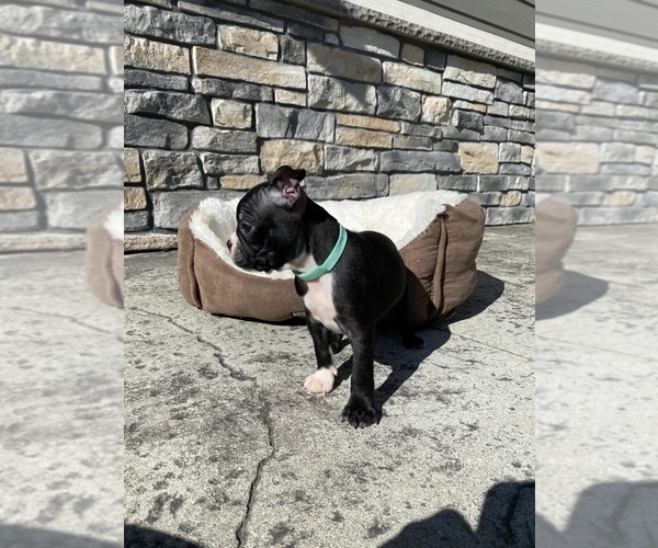 Medium Photo #15 Boston Terrier Puppy For Sale in LYNNWOOD, WA, USA