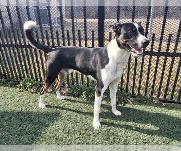 Medium Photo #9 Mutt Puppy For Sale in Rockwall, TX, USA