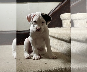 American Mastiff-Boxer Mix Puppy for sale in MOTTVILLE, MI, USA