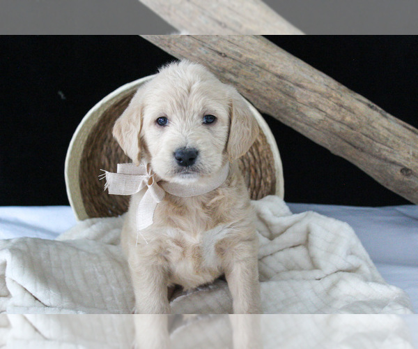 Medium Photo #9 Labradoodle Puppy For Sale in NAPPANEE, IN, USA