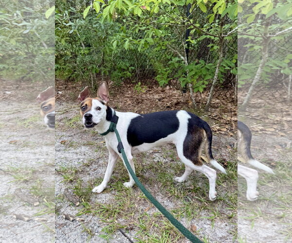 Medium Photo #3 Rat Terrier-Unknown Mix Puppy For Sale in Hilton Head, SC, USA