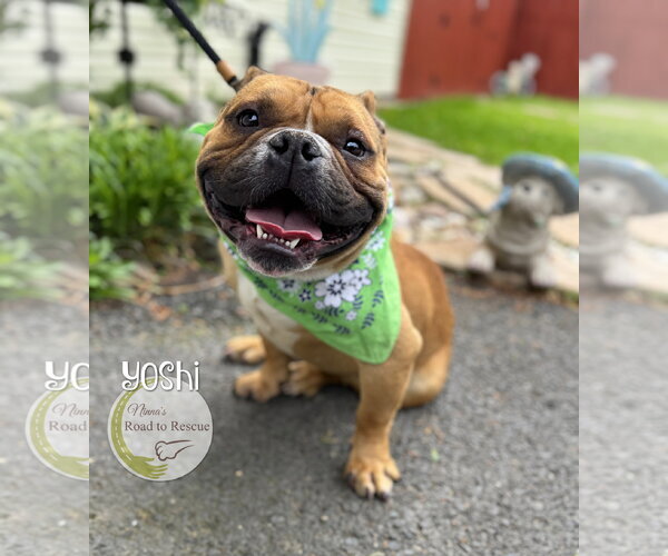 Medium Photo #4 American Bulldog-French Bulldog Mix Puppy For Sale in Benton, LA, USA