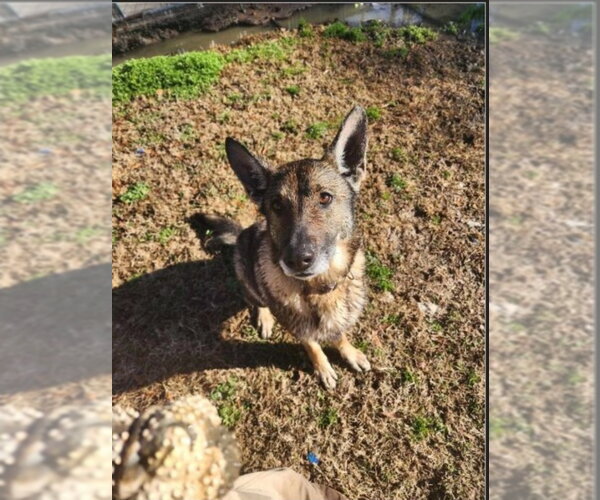 Medium Photo #4 German Shepherd Dog Puppy For Sale in Winston Salem, NC, USA