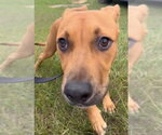 Small #2 Labrador Retriever Mix