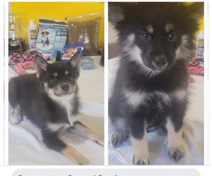 Pomsky Dogs for adoption in SPRINGFIELD, MA, USA