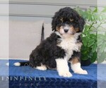 Small #3 Bernedoodle (Miniature)