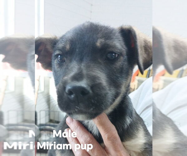Medium Photo #3 German Shepherd Dog-Unknown Mix Puppy For Sale in Brooksville, FL, USA