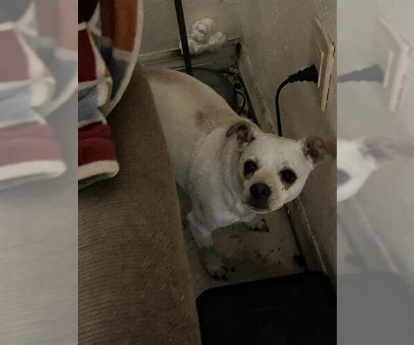 Medium Photo #1 Chihuahua Puppy For Sale in Palmetto, FL, USA