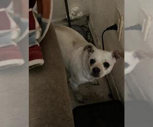 Chihuahua Dog for Adoption in Palmetto, Florida USA