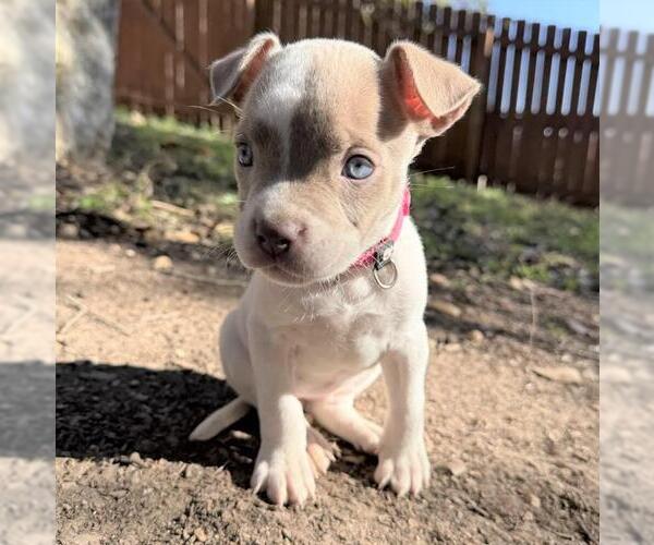Medium Photo #1 American Staffordshire Terrier Puppy For Sale in San Antonio, TX, USA