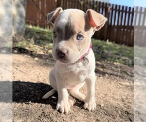 American Staffordshire Terrier Dogs for adoption in San Antonio, TX, USA