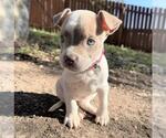 Small American Staffordshire Terrier