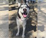 Small #3 Siberian Husky Mix