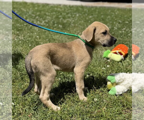 Medium Photo #2 Labrador Retriever Puppy For Sale in Yardley, PA, USA