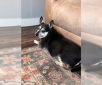 Small #5 Chihuahua Mix