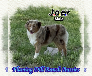 Miniature Australian Shepherd Puppy for sale in FORESTBURG, TX, USA