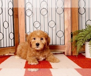 Goldendoodle Puppy for sale in NAPLES, FL, USA