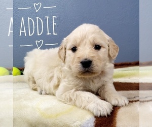 English Cream Golden Retriever-Poodle (Standard) Mix Puppy for sale in CEDAR GAP, MO, USA