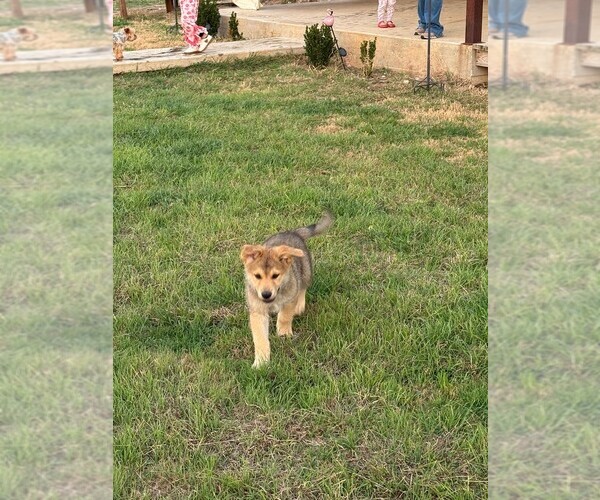 Medium Photo #37 German Shepherd Dog-Wolf Hybrid Mix Puppy For Sale in HAMILTON, TX, USA