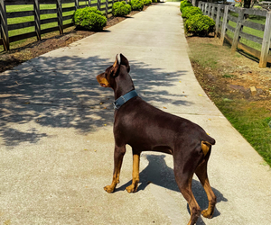 Father of the Doberman Pinscher puppies born on 09/28/2025
