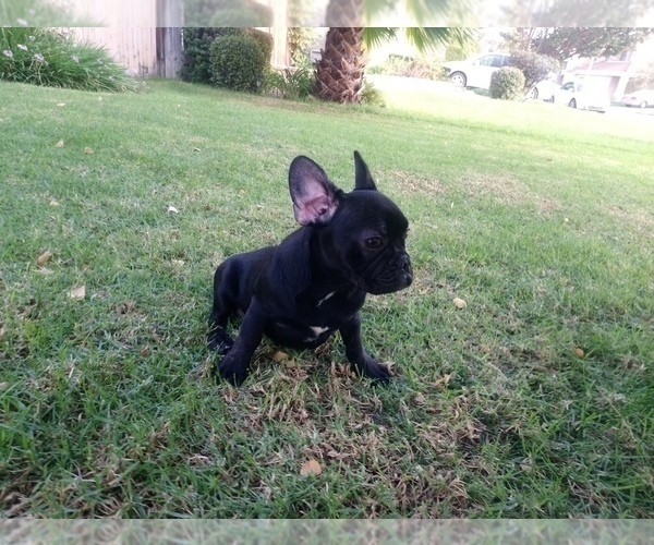 Medium Photo #7 French Bulldog Puppy For Sale in SIMI VALLEY, CA, USA