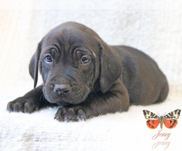 Medium Photo #4 Mutt Puppy For Sale in Wakefield, RI, USA