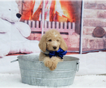 Small Photo #14 Labradoodle Puppy For Sale in LAKE PARK, GA, USA