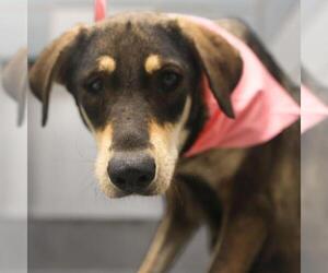 German Shepherd Dog Dogs for adoption in San Antonio, TX, USA