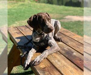 German Shorthaired Pointer Puppy for sale in LAKE STEVENS, WA, USA