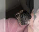 Small Boxer-Bull Terrier Mix