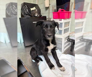 Border Collie-Unknown Mix Dogs for adoption in Stockton, CA, USA