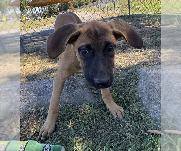 Medium Photo #2 Mutt Puppy For Sale in Tarrytown, GA, USA