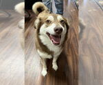 Small Siberian Husky