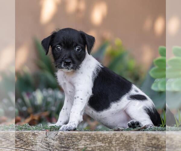 Medium Photo #3 Jack Russell Terrier-Unknown Mix Puppy For Sale in San Diego, CA, USA