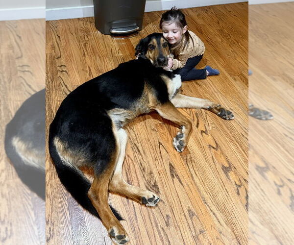 Medium Photo #31 Mutt Puppy For Sale in Brewster, NY, USA