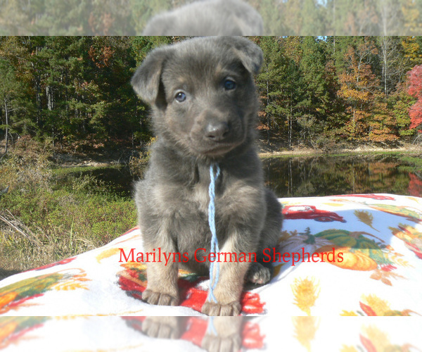 Medium Photo #1 German Shepherd Dog Puppy For Sale in PIEDMONT, MO, USA