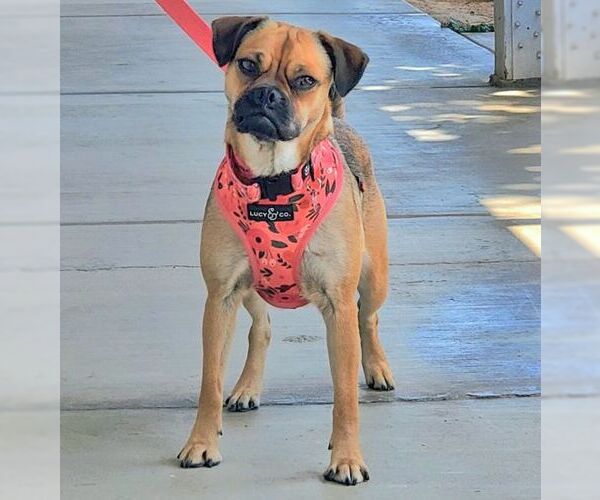 Medium Photo #4 Pug-Unknown Mix Puppy For Sale in Tustin, CA, USA