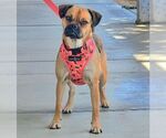 Small #3 Pug Mix
