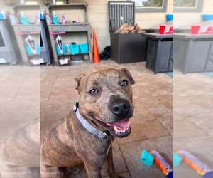 Mutt Dogs for adoption in Abbeville, LA, USA